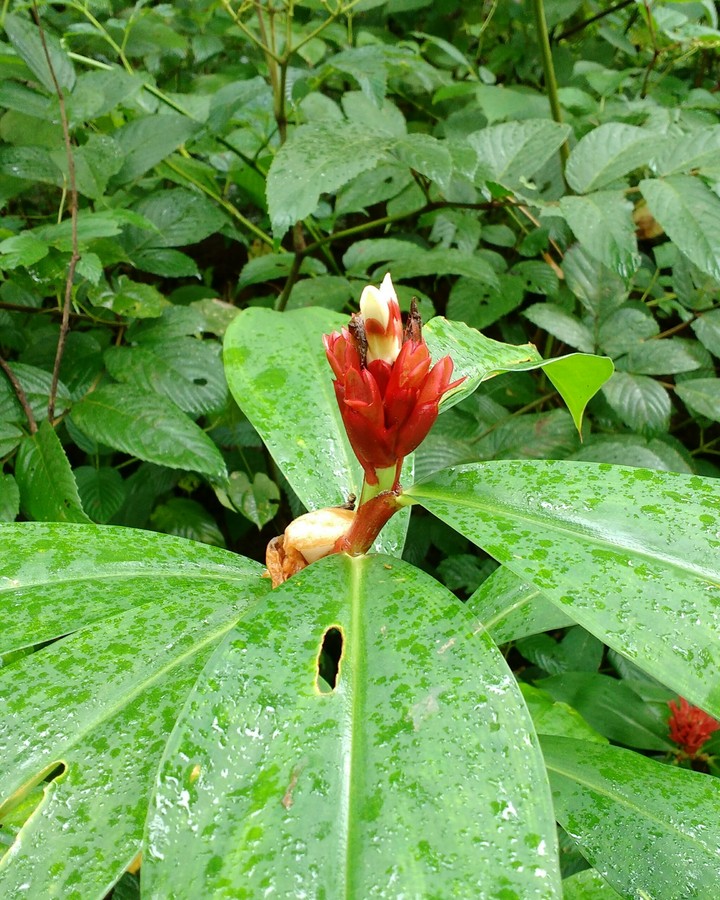 Red Flower