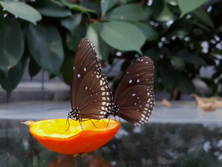 Butterflies