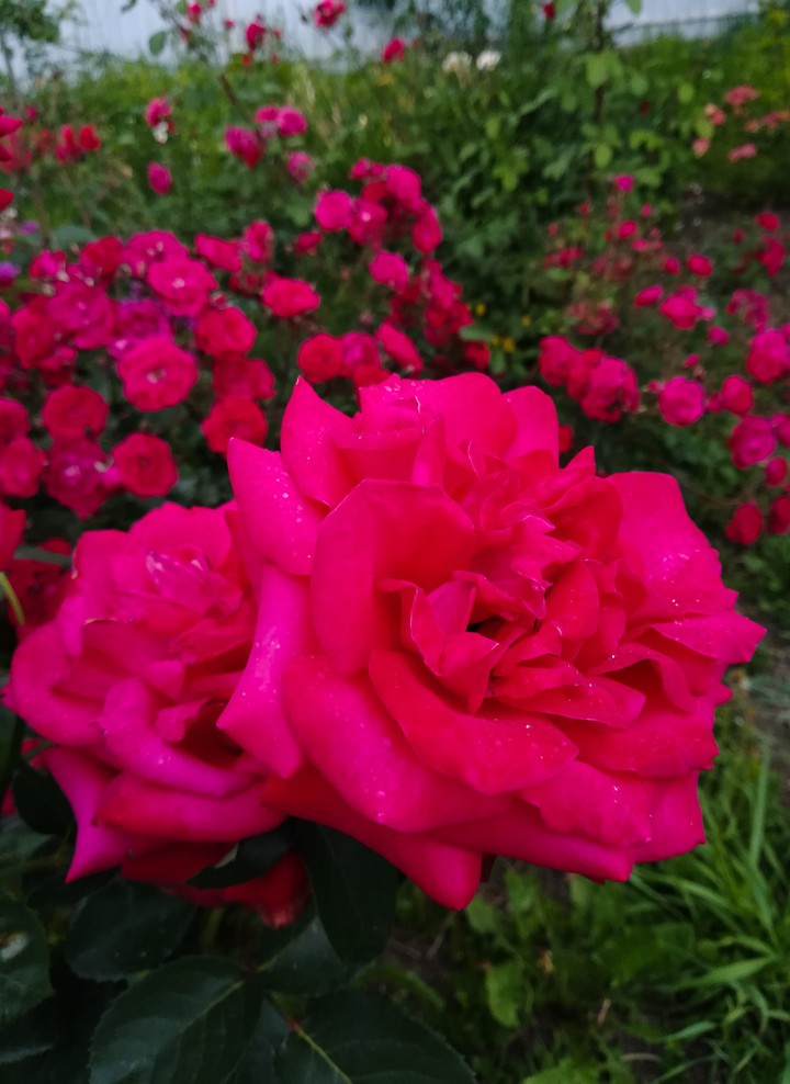 #red