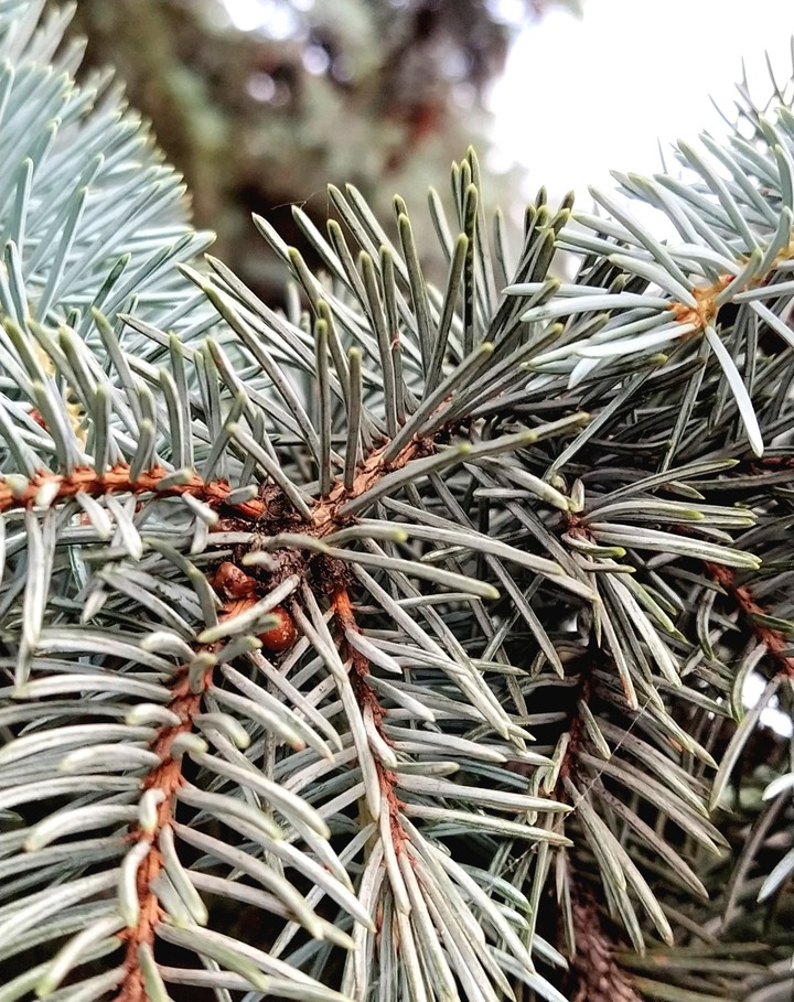Spruce / Ель
