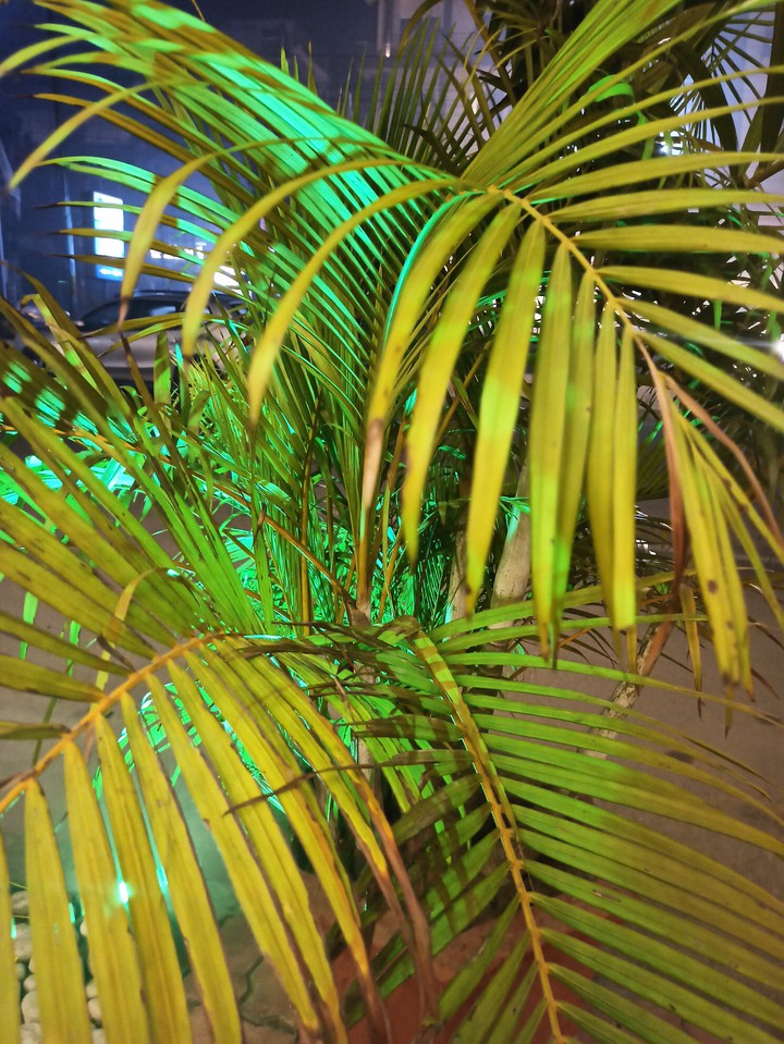plants