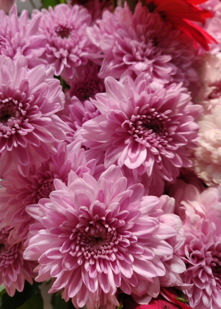 flowers