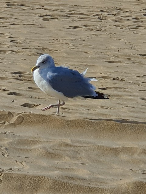 seagull