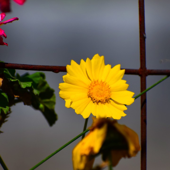 flower