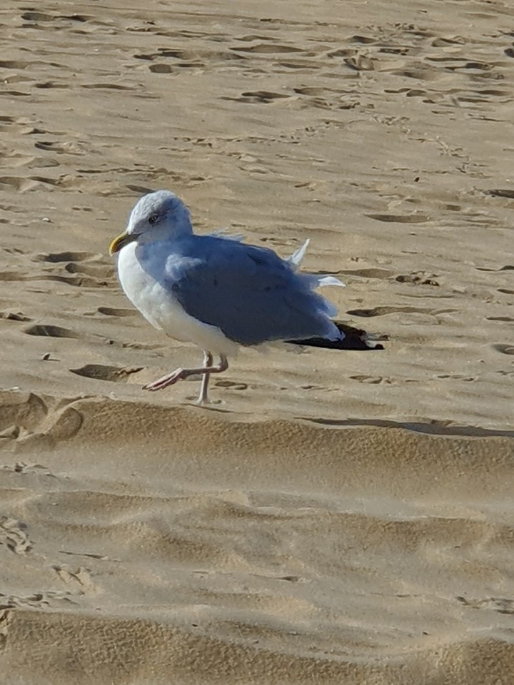 seagull