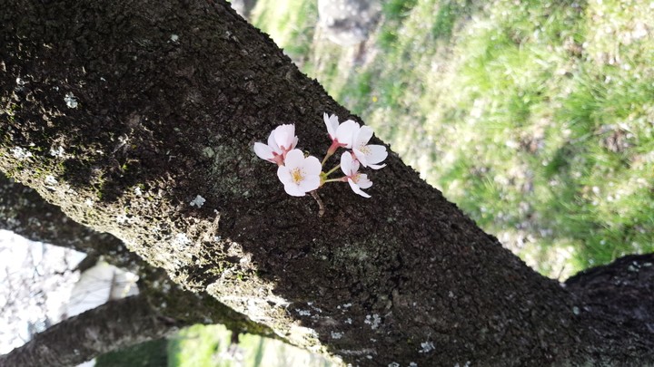 桜