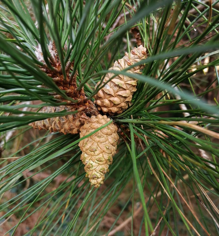 pomme de pin