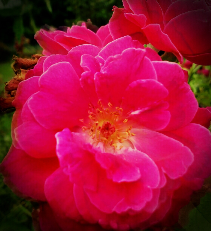 garden rose