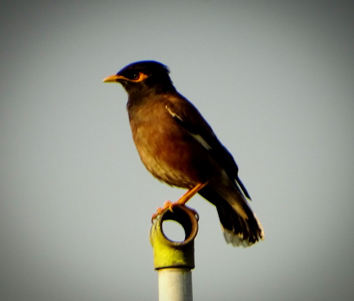 Bird