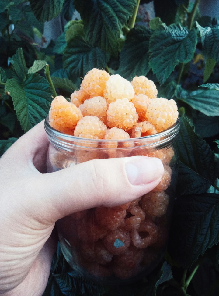 yellow raspberry