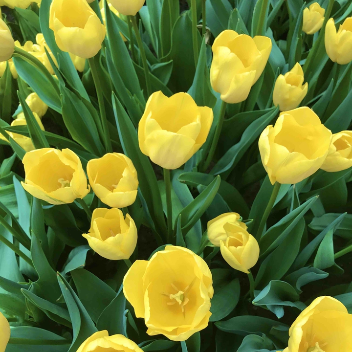 At the Keukenhof Park, 2019