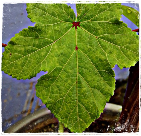 nature love