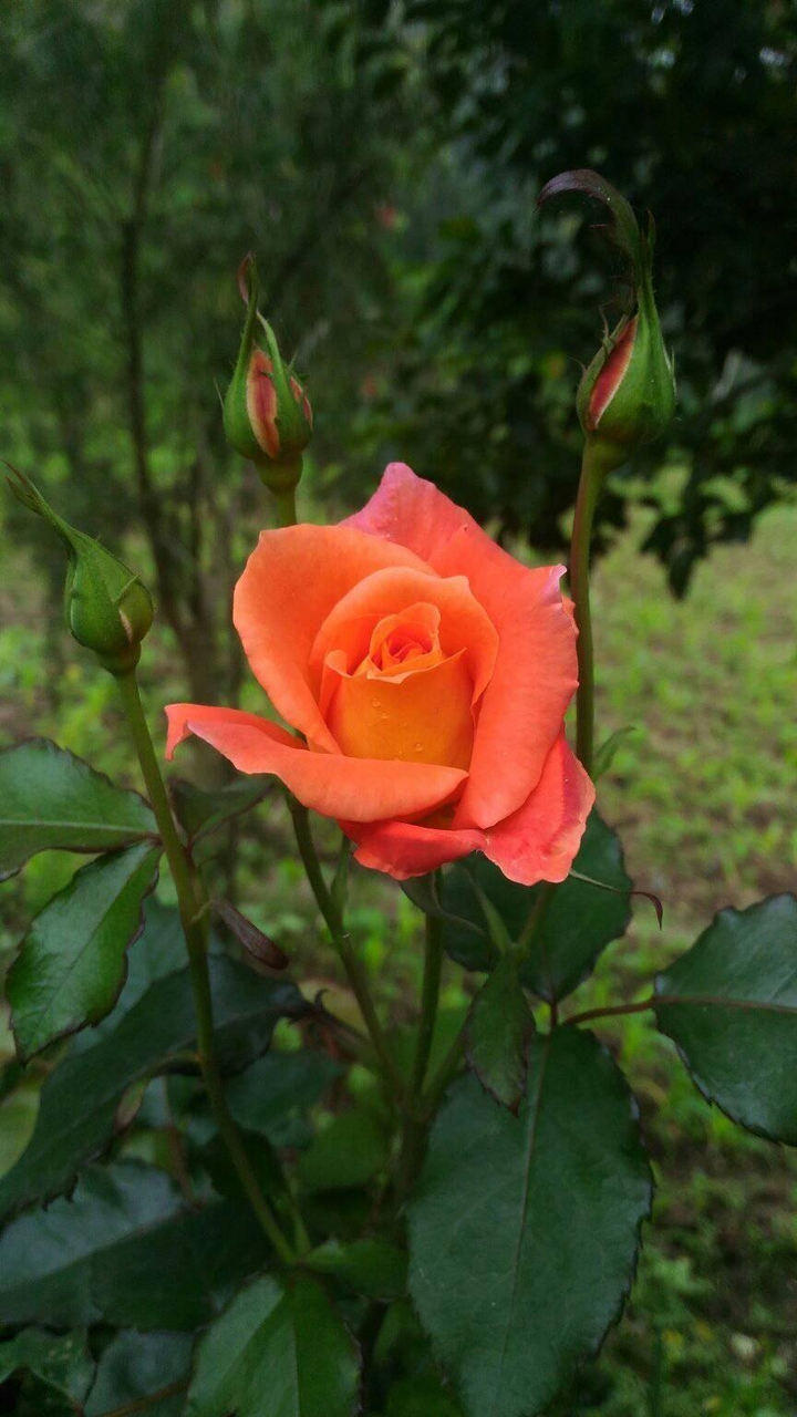 superb netural Rose flower