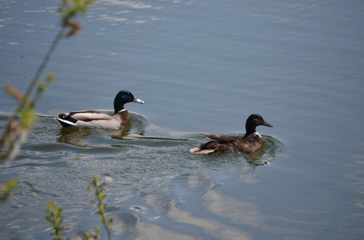 Ducks