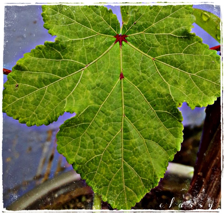 nature love