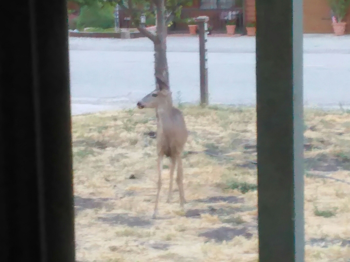 Little Deer in my Front Yard