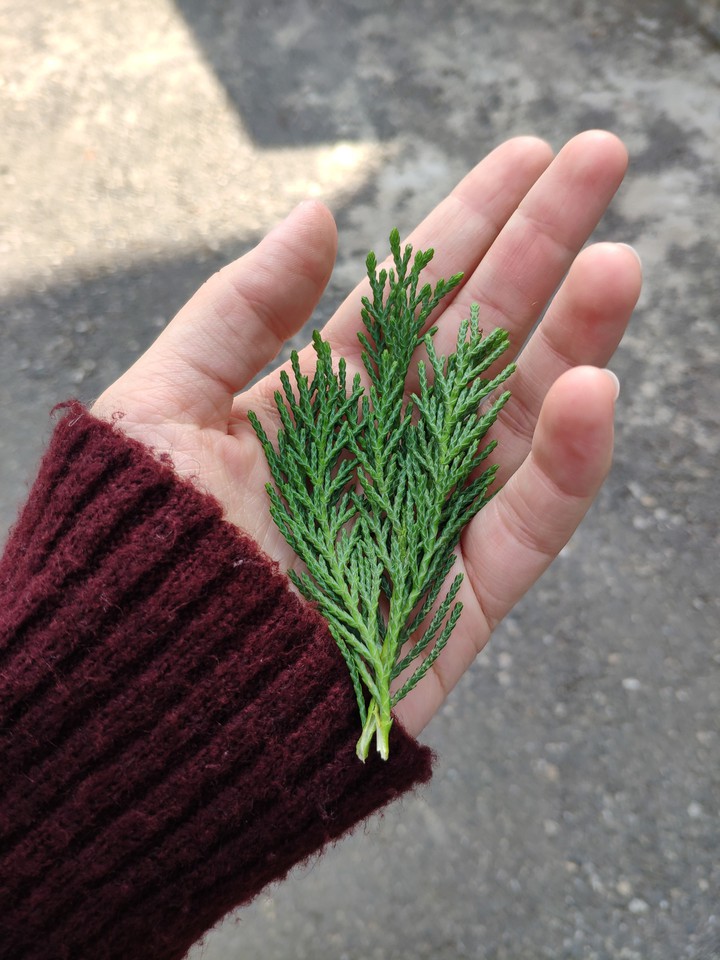 pine