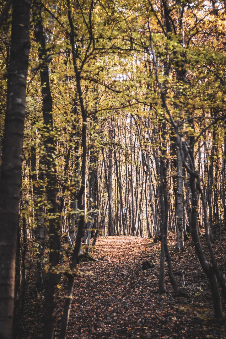 Forest