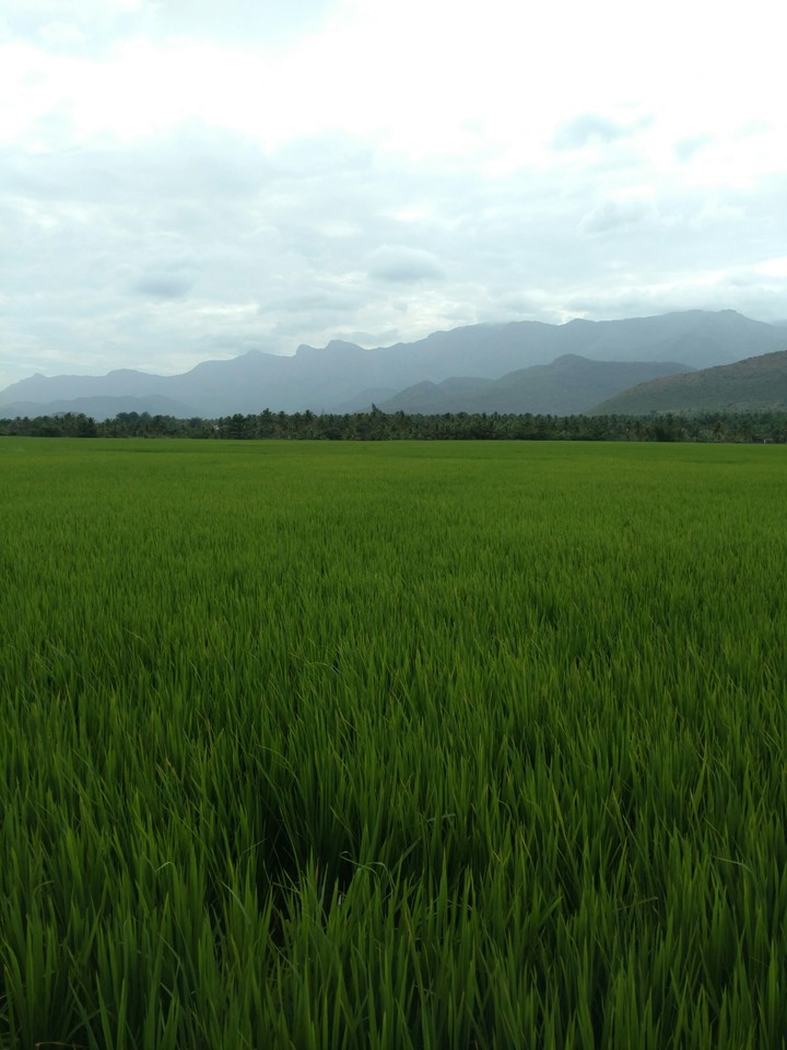 green field