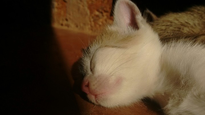 kitten