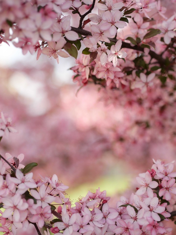 pink flowers