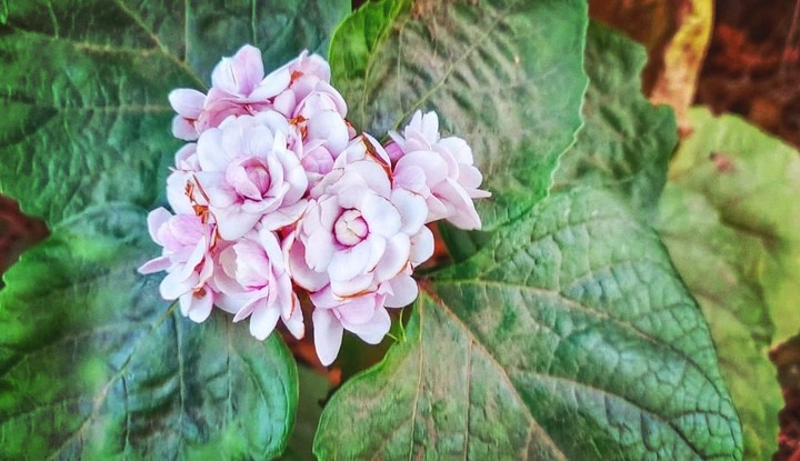 nature love