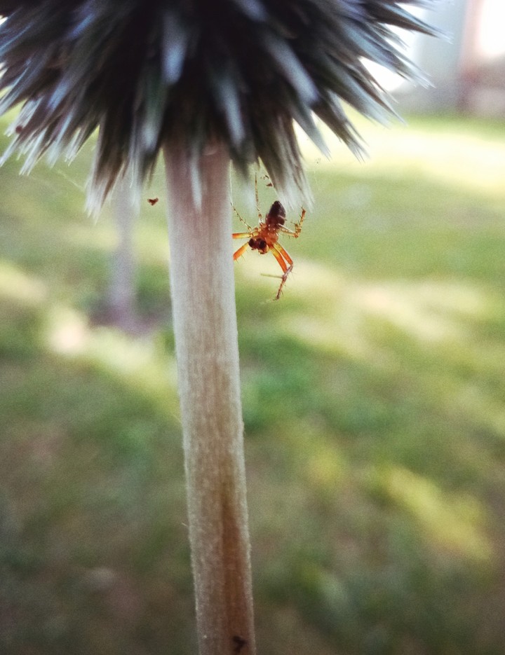 Spider*flower