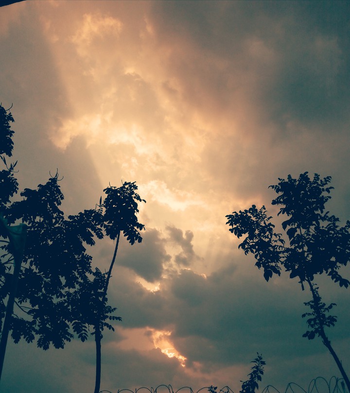 Rays