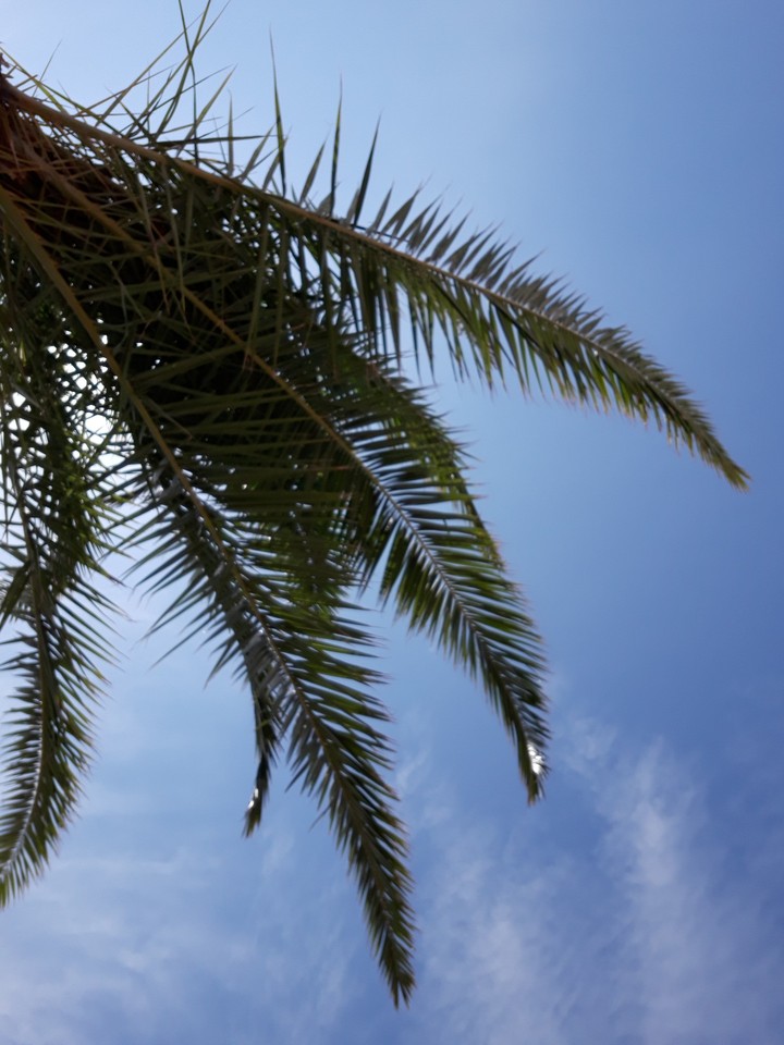 palm tree 2