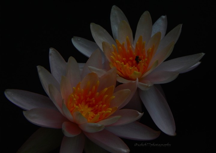 blooming their colors