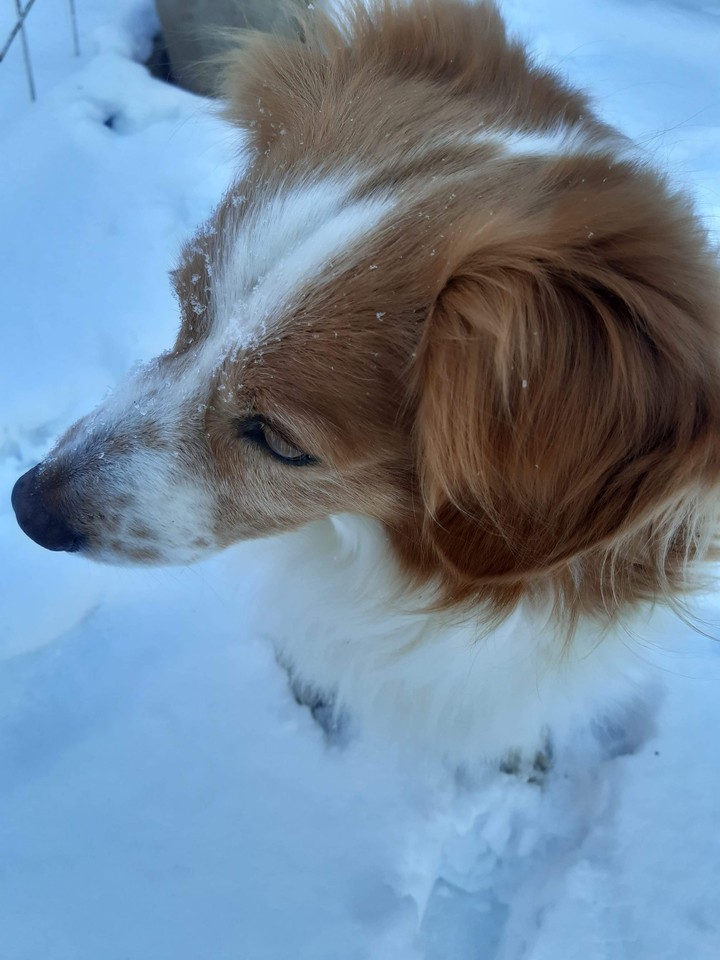 Cute dog in snow ❤️