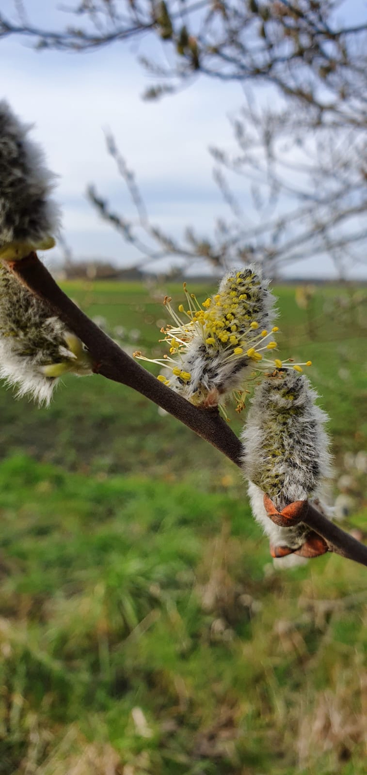 Frühling