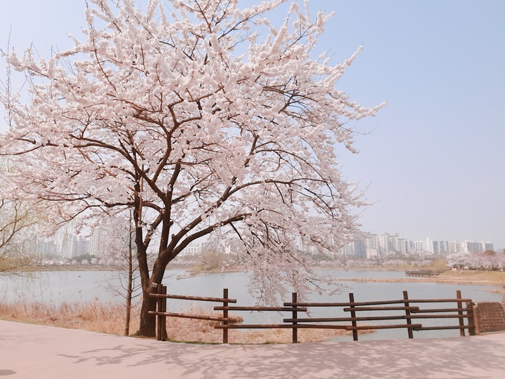 spring&cherryblossomes