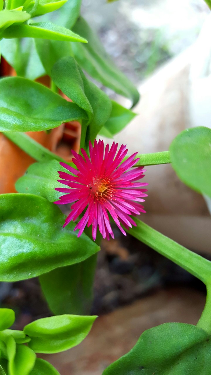 flower