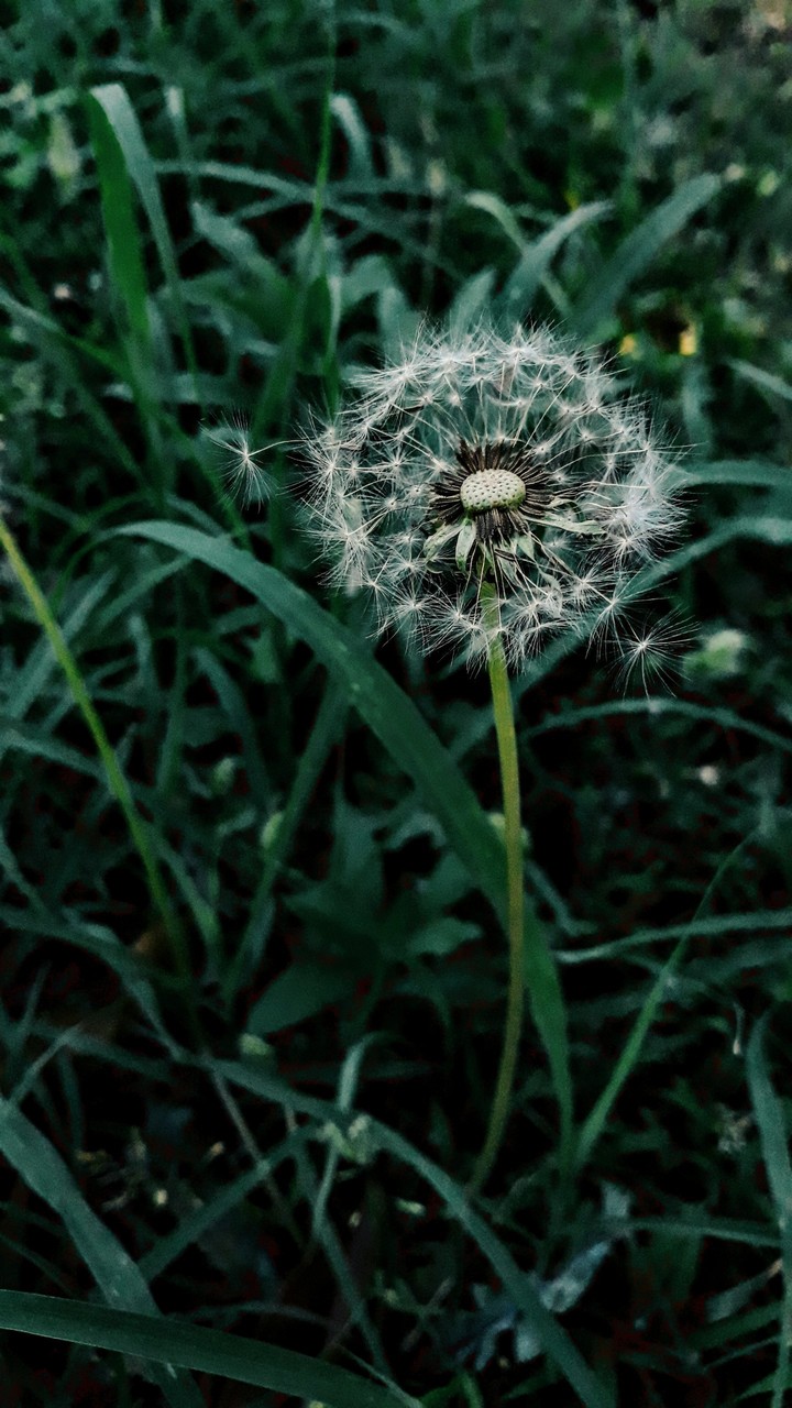 Wild can be Beautiful