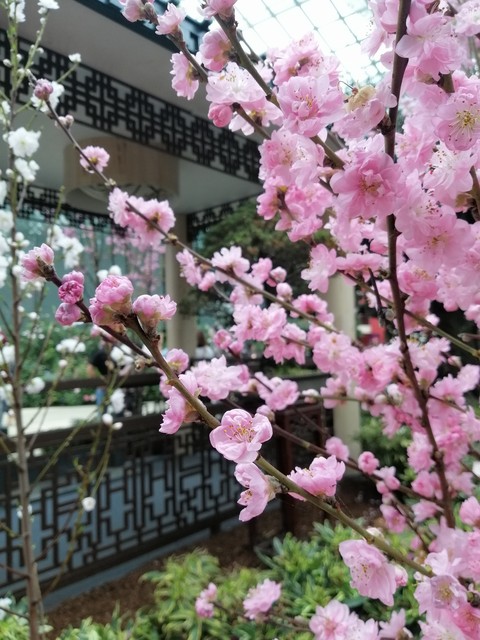 cherry blossoms