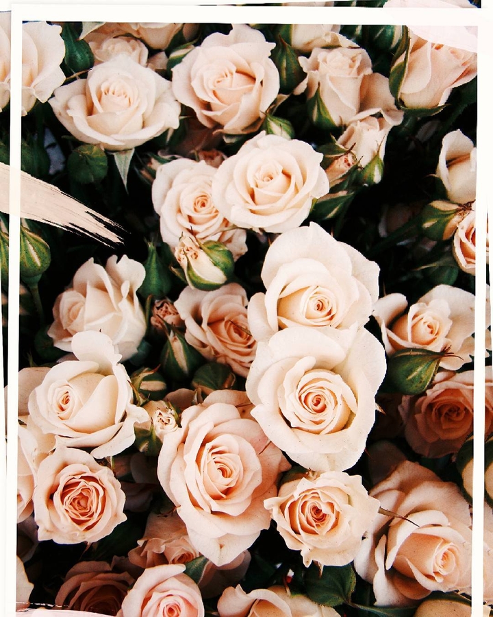 Classic roses