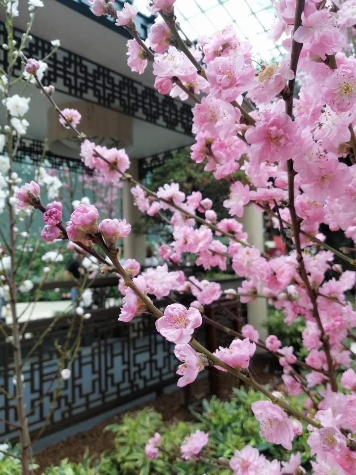cherry blossoms