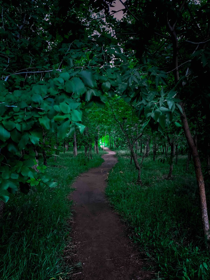 mysterious forest