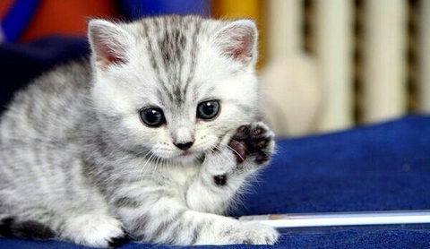 Kedi