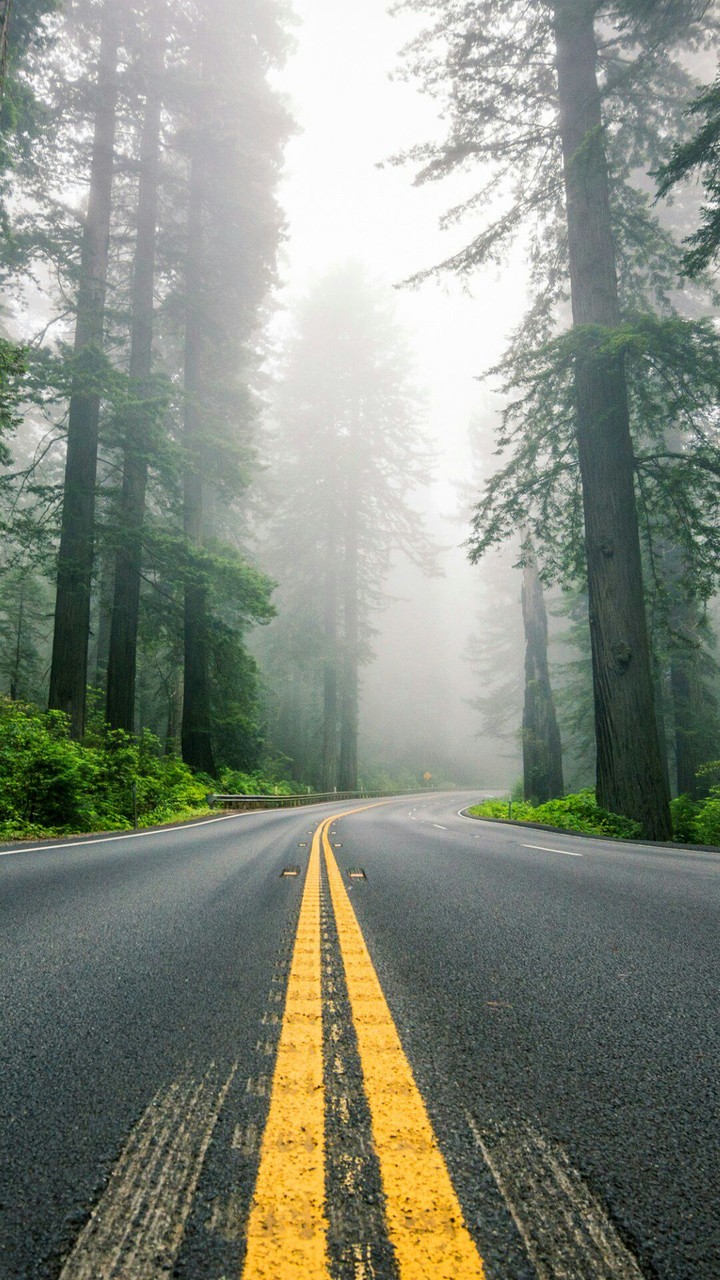Forest road