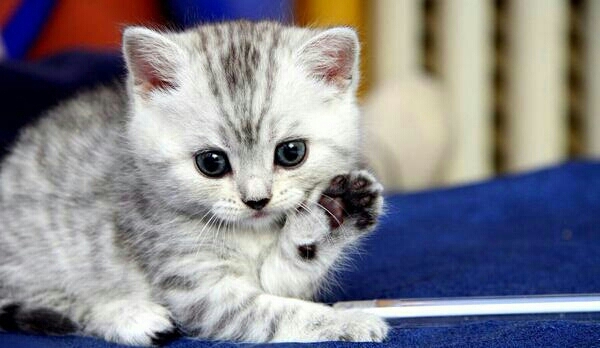 Kedi