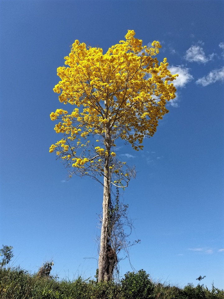 Ipê Amarelo