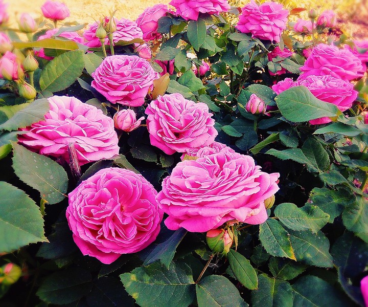 Rose
