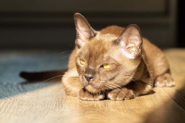 cat