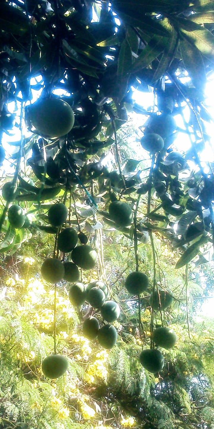 mangoes tree