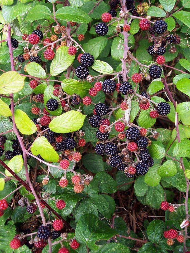 wild berry