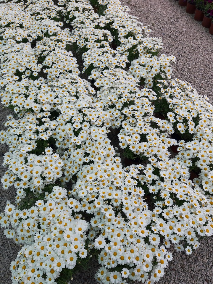 Daisy
