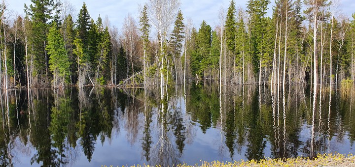 Лес