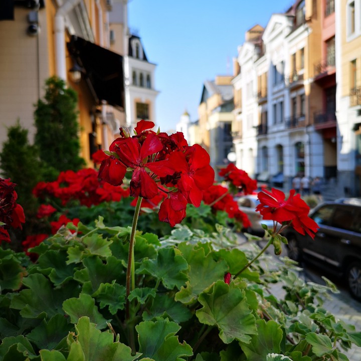 Flower)